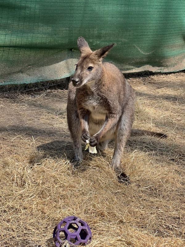 This undated photo provided by the Memphis Zoo shows Honey Bunch, the wallaby. The wallaby who went missing at the Memphis Zoo after storms passed through Tennessee this week, has been found hiding in plain sight. “It was an area right behind the exhibit that was a service area that had been searched multiple times in the past 36 hours, but he was camouflaged really well and hidden very well under a bush,” said Jessica Faulk, the zoo's spokesperson, Friday, April 15, 2022. (Memphis Zoo via AP)