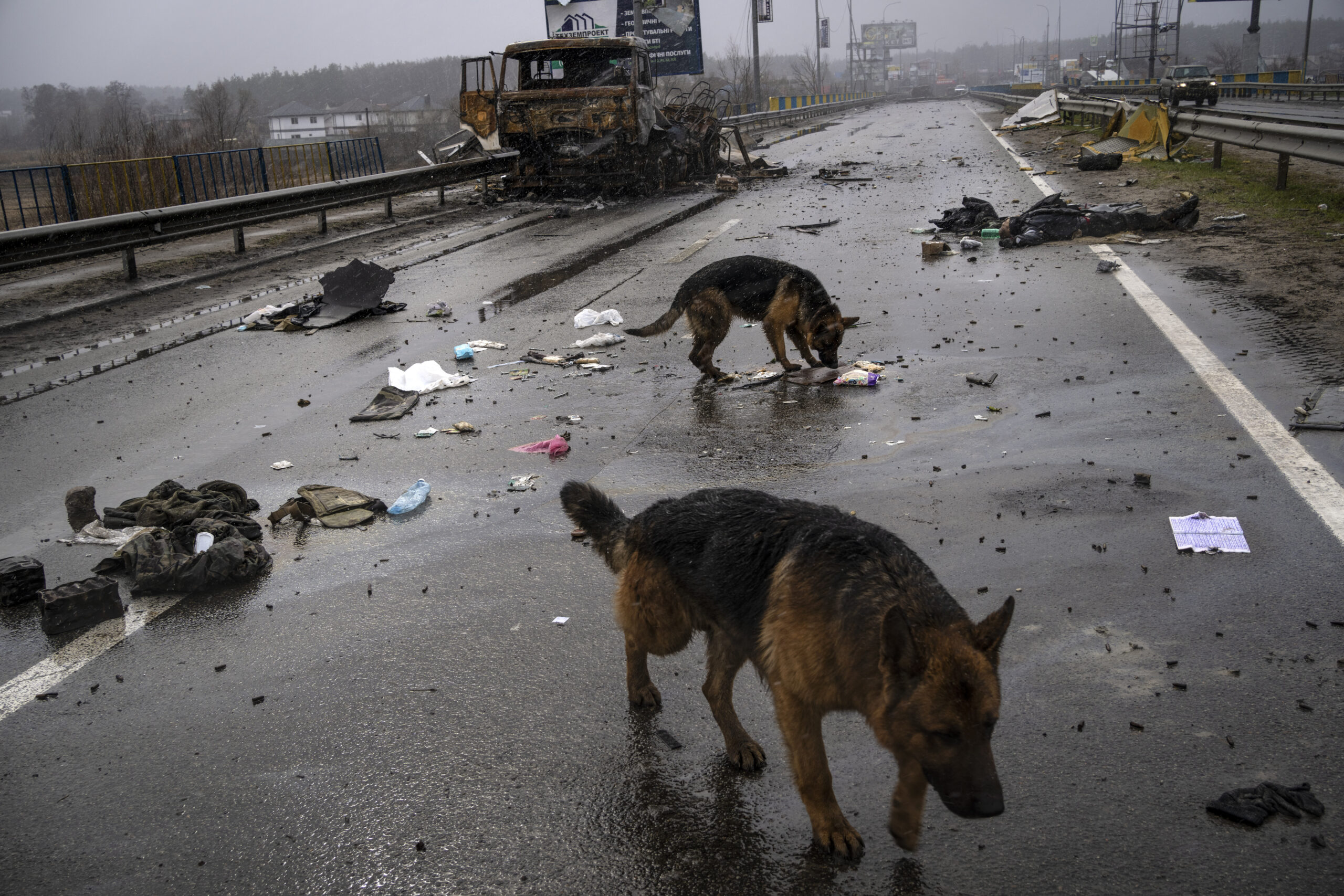 Dogs look for food near the corpse of a Russian soldier in Bucha, Ukraine, Sunday, April 3, 2022. (AP Photo/Rodrigo Abd)