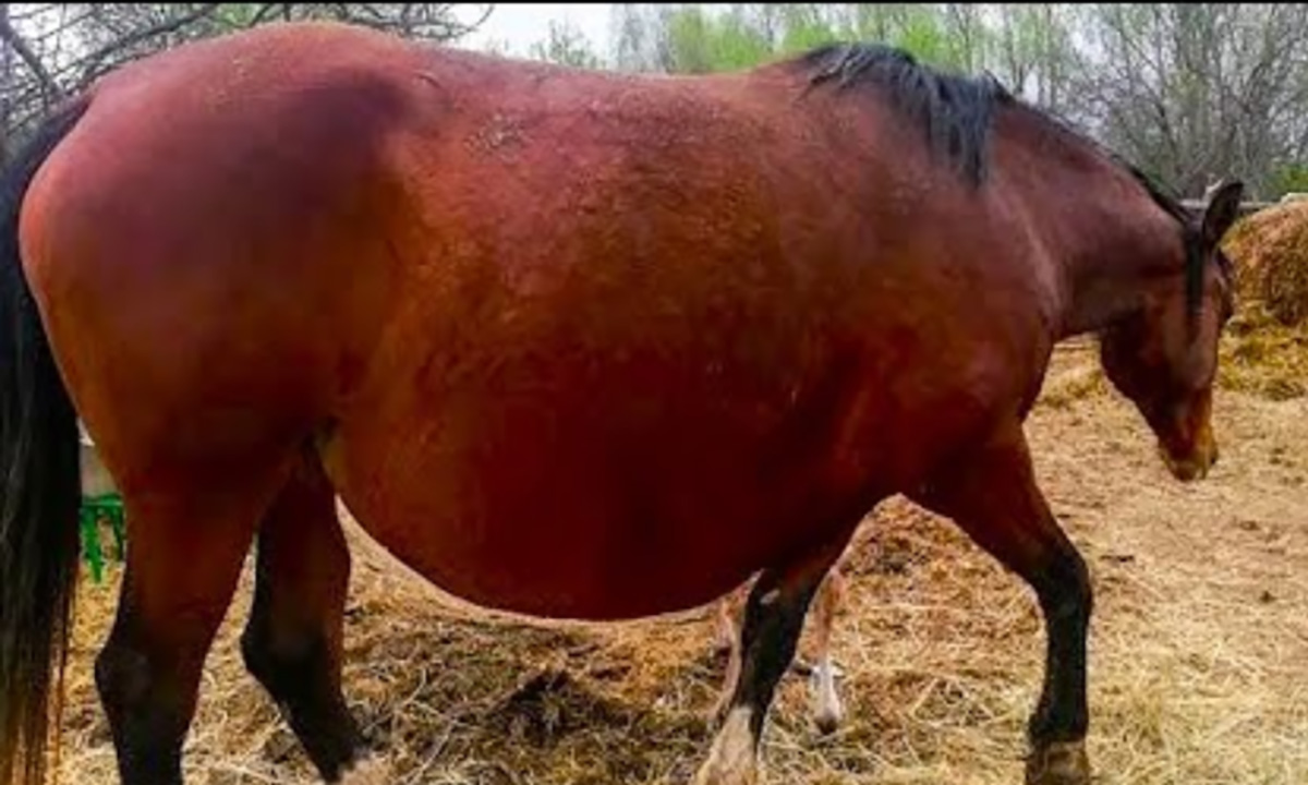 An online ad claimed that a horse refuses to give birth and when the vet sees the ultrasound he calls the police and a YouTube video also said the owner couldn't believe her eyes when she saw whom her horse gave birth to.