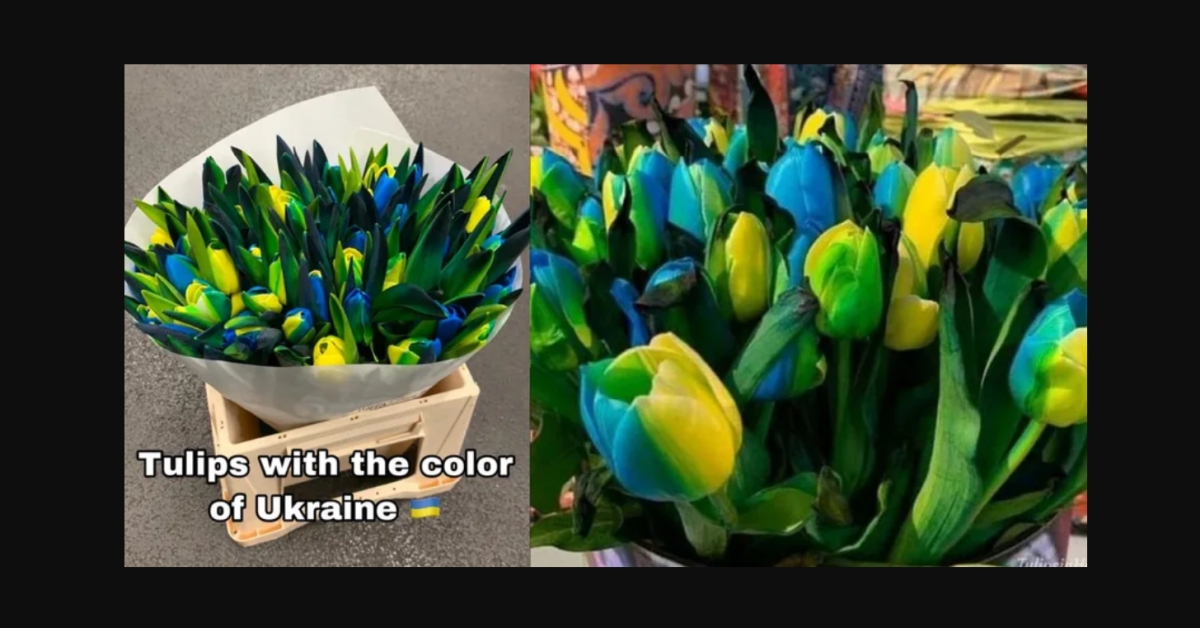 tulips in colors of ukraine flag