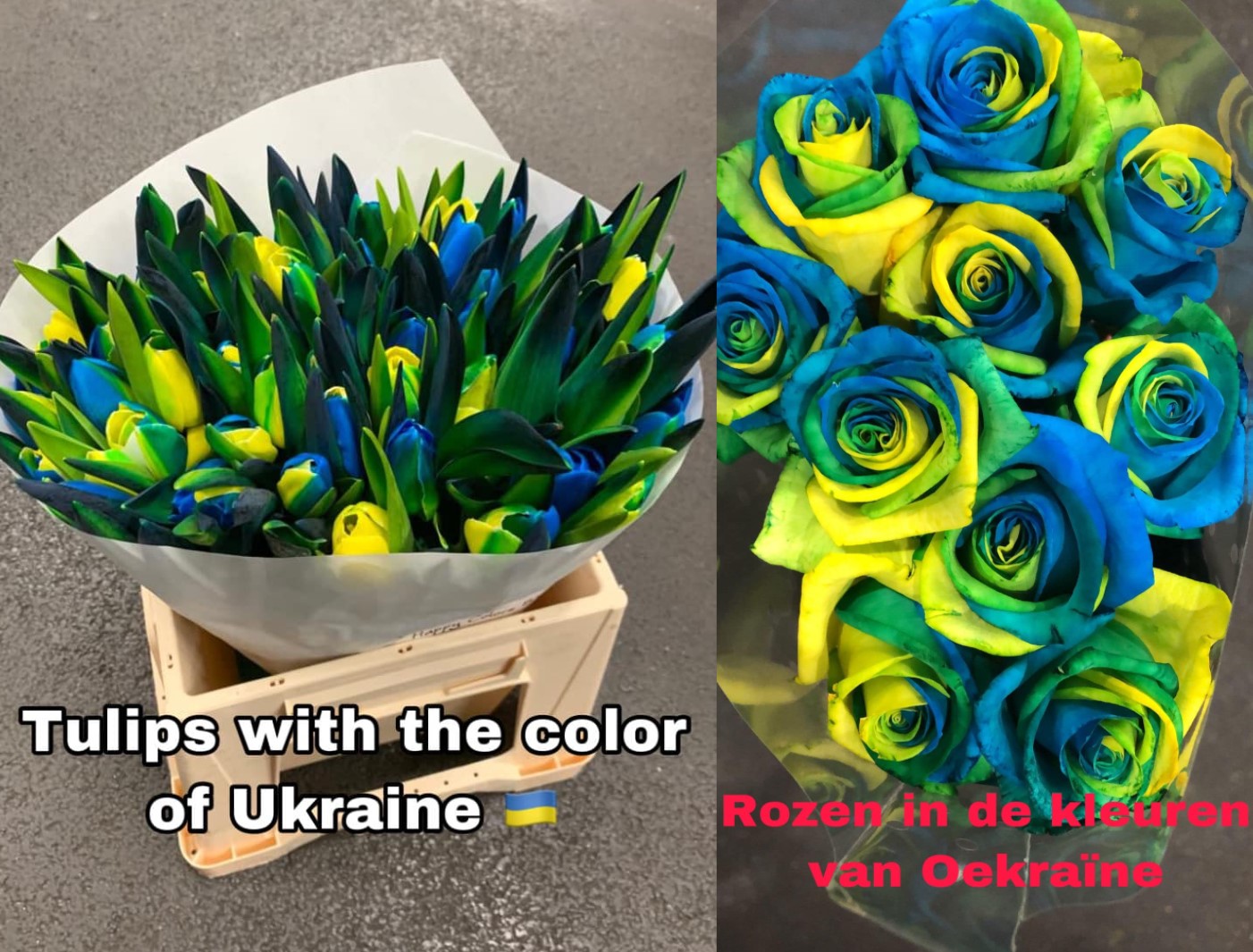 flores azules y amarillas para Ucrania