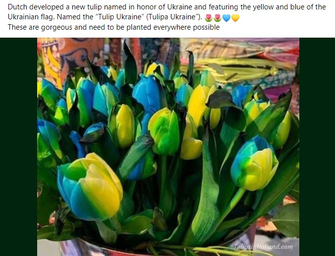 Dutch desarrolló un nuevo tulipán, llamado así en honor a Ucrania, que presenta el amarillo y el azul de la bandera ucraniana.  Nombrado el Tulipa Ucrania.