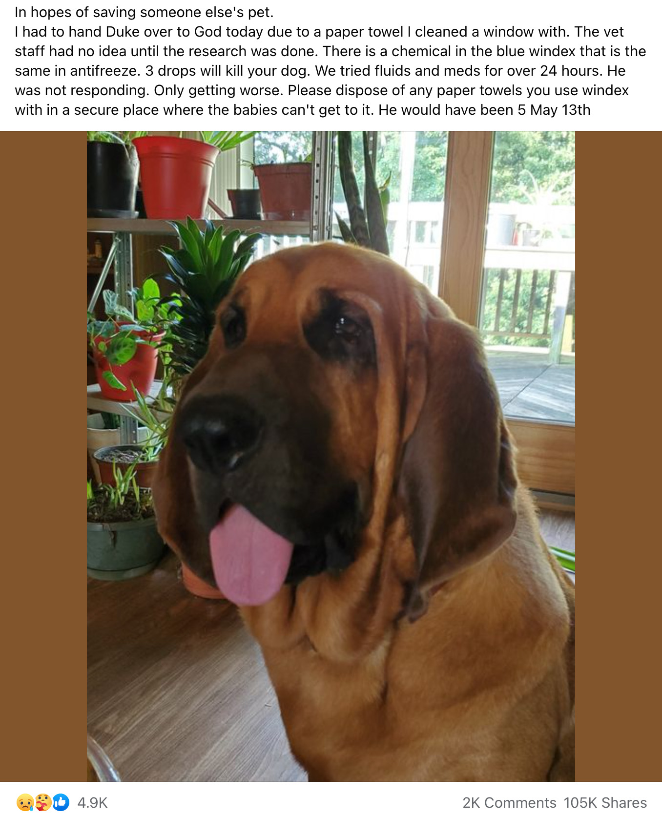 Una publicación de Facebook decía que el limpiador de vidrios Windex mató a un perro llamado Duke y que era venenoso y tóxico y tenía ingredientes similares al anticongelante.
