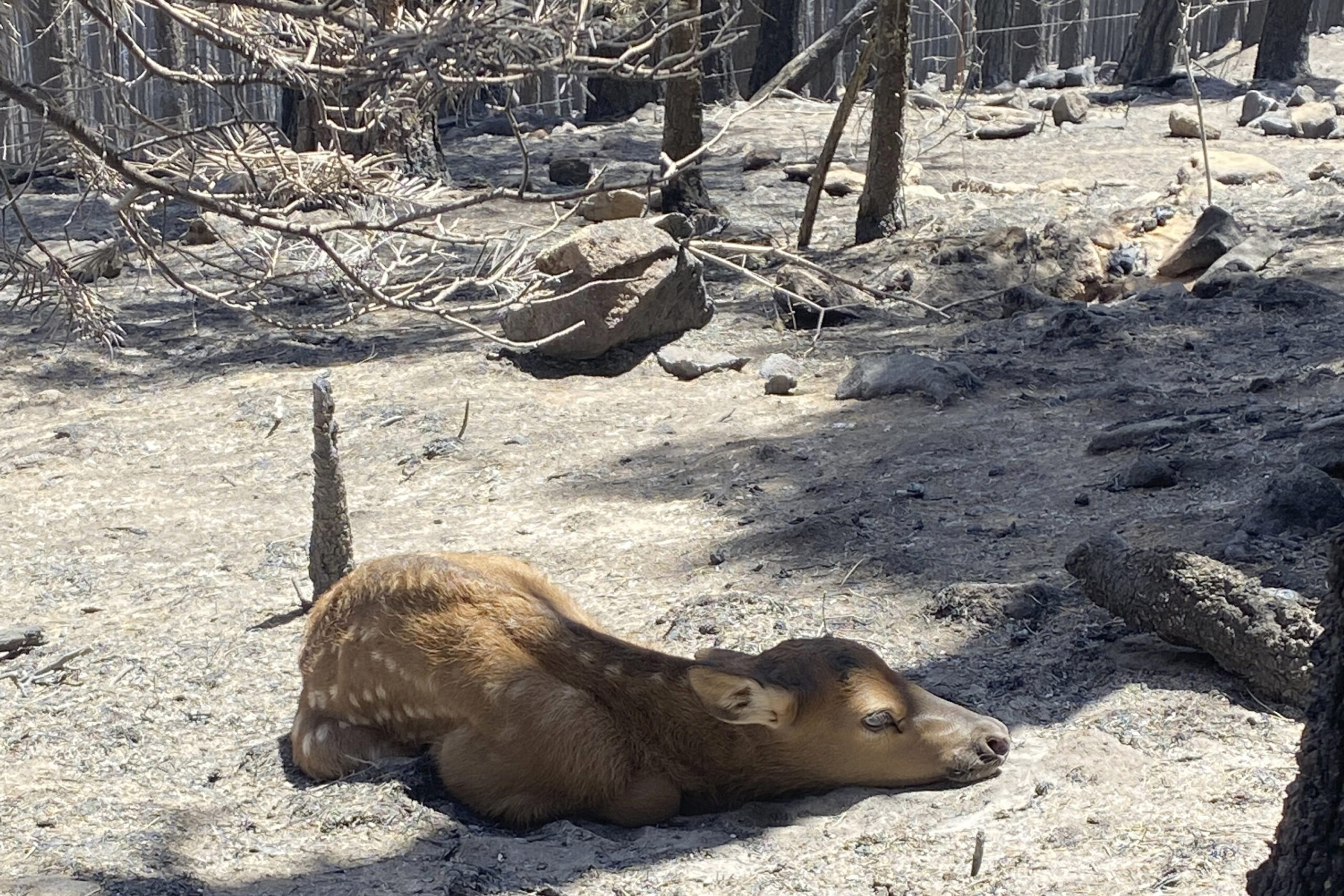 In this photo provided by Nate Sink, a newborn elk calf rests alone in a remote, fire-scarred area of the Sangre de Cristo Mountains near Mora, N.M., on Saturday, May 21, 2022. Sink says he saw no signs of the calf's mother and helped transport the baby bull to a wildlife rehabilitation center to be raised alongside a surrogate gown elk. (Nate Sink via AP)