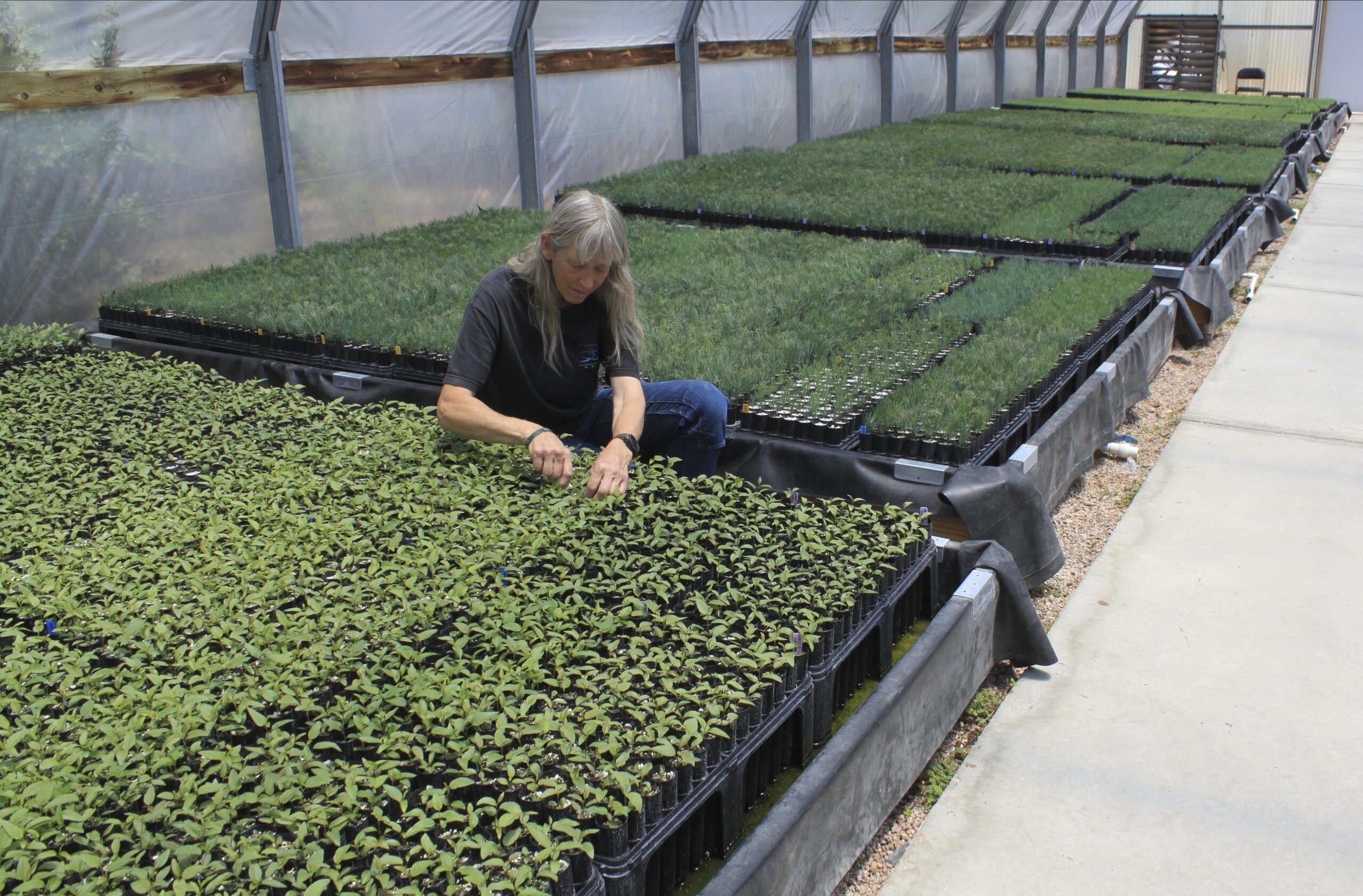 This May 18, 2022 image shows nursery manager Tammy Parsons thinning aspen seedlings at a greenhouse in Santa Fe, N.M. Parsons and her colleagues evacuated an invaluable collection of seeds and tens of thousands of seedlings from the New Mexico State University's Forestry Research Center in Mora, New Mexico, as the largest fire burning in the U.S. approached the facility. (AP Photo/Susan Montoya Bryan)