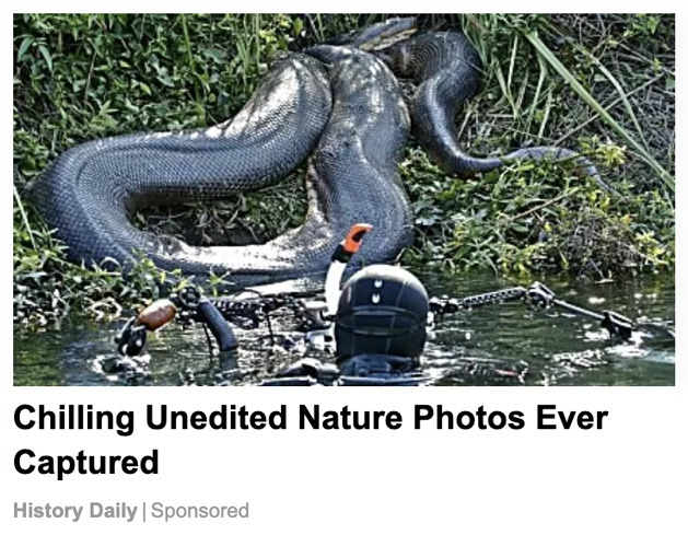 A picture of a large anaconda snake and a snorkeler had the caption Chilling Unedited Nature Photos Ever Captured.