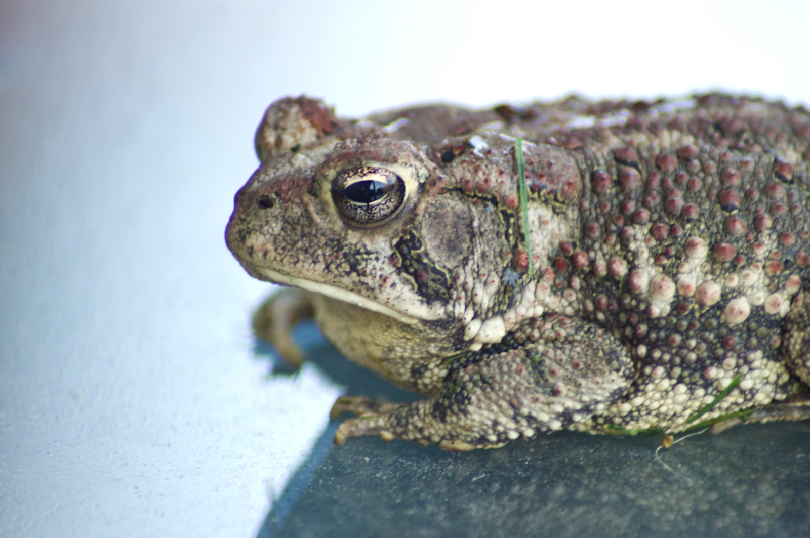 Toad, Wildlife, Amphibian