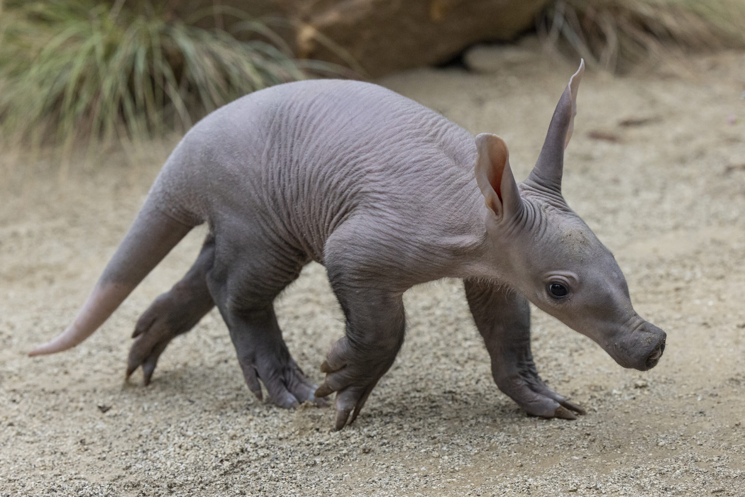 In this photo released by the San Diego Zoo Wildlife Alliance, an aardvark cub explores her habitat at the San Diego Zoo on June 10, 2022. For the first time in more than 35 years, an aardvark pup has been born at the zoo. The female, which has not yet been named, was born May 10. Zookeepers say she is doing well and that her mother, Zola, is caring and attentive. (Ken Bohn/San Diego Zoo Wildlife Alliance via AP)