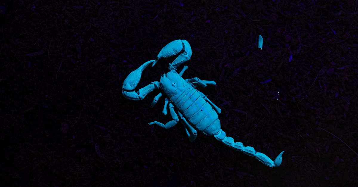 Scientists have long known that scorpions can glow under uv light.