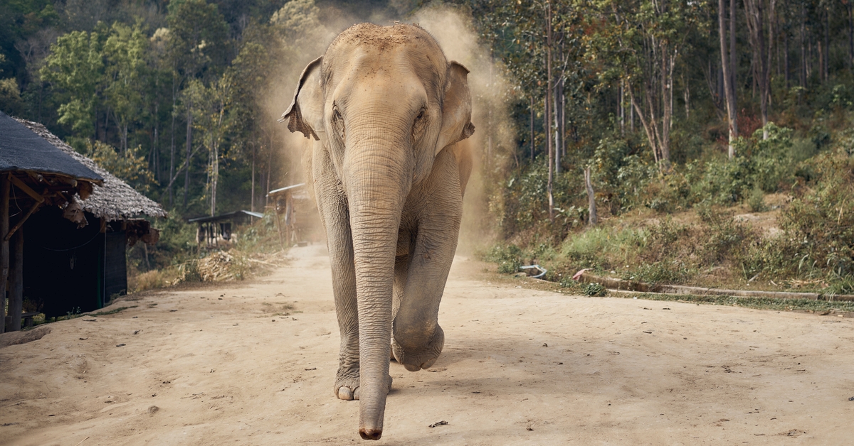 Elephant Reportedly Returns to Woman’s Funeral After Trampling Her to Death