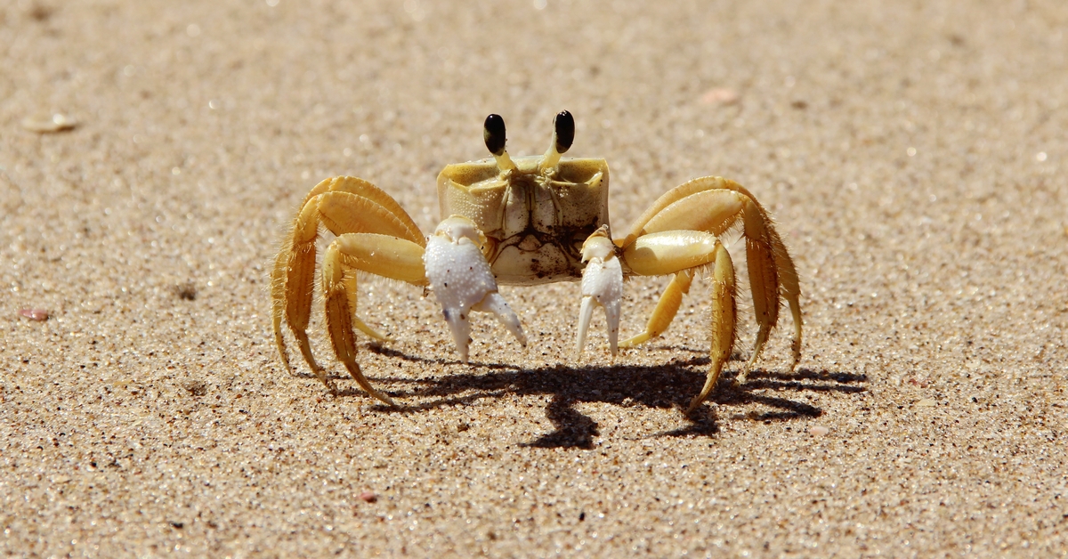 Atlantic ghost crab wipes sand from eyes