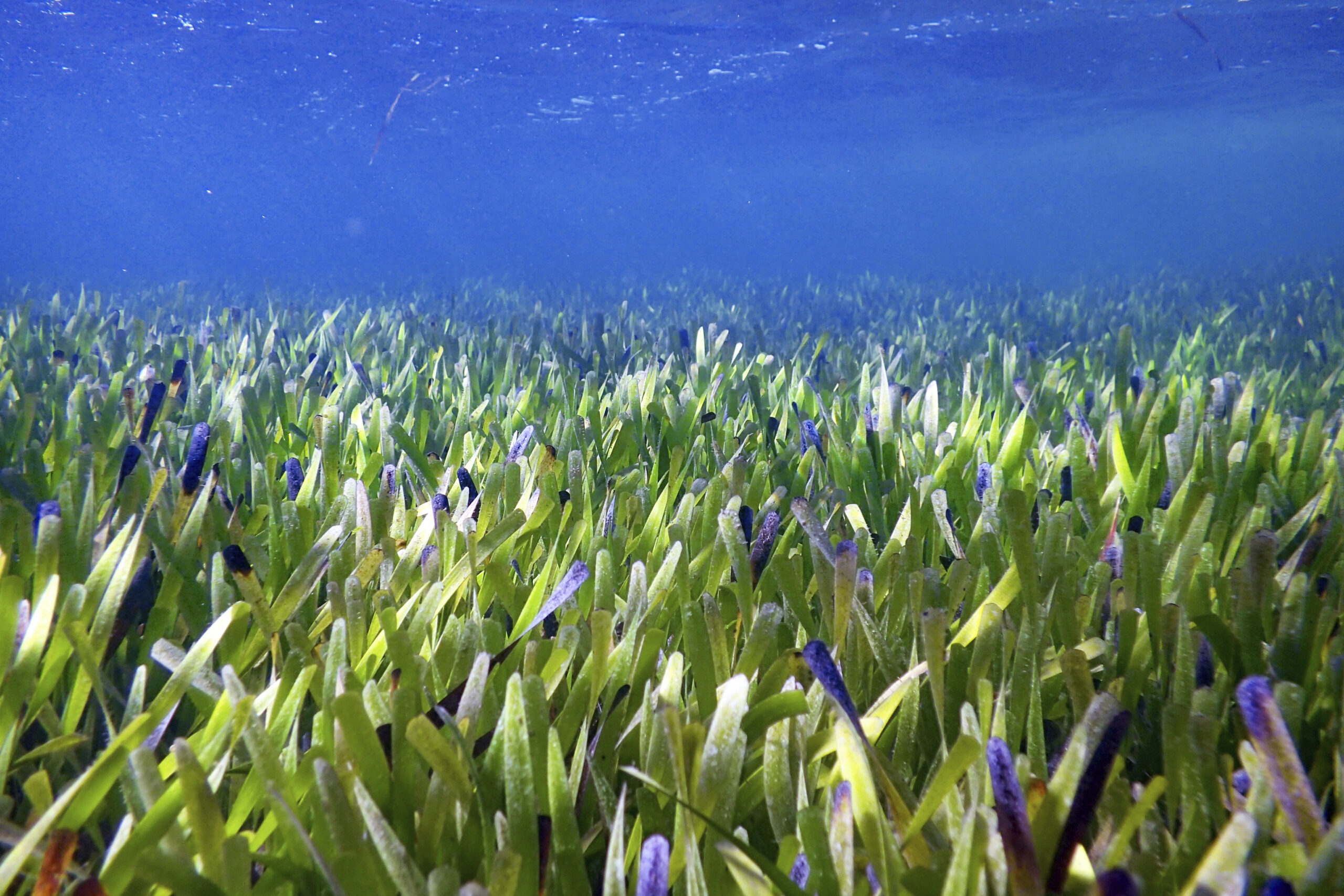 This August 2019 photo provided by The University Of Western Australia shows part of the Posidonia australis seagrass meadow in Australia's Shark Bay. According to a report released on Wednesday, June 1, 2022, genetic analysis has revealed that the underwater fields of waving green seagrass are a single organism covering 70 square miles (180 square kilometers) through making copies of itself over 4,500 years. (Rachel Austin/The University Of Western Australia via AP)