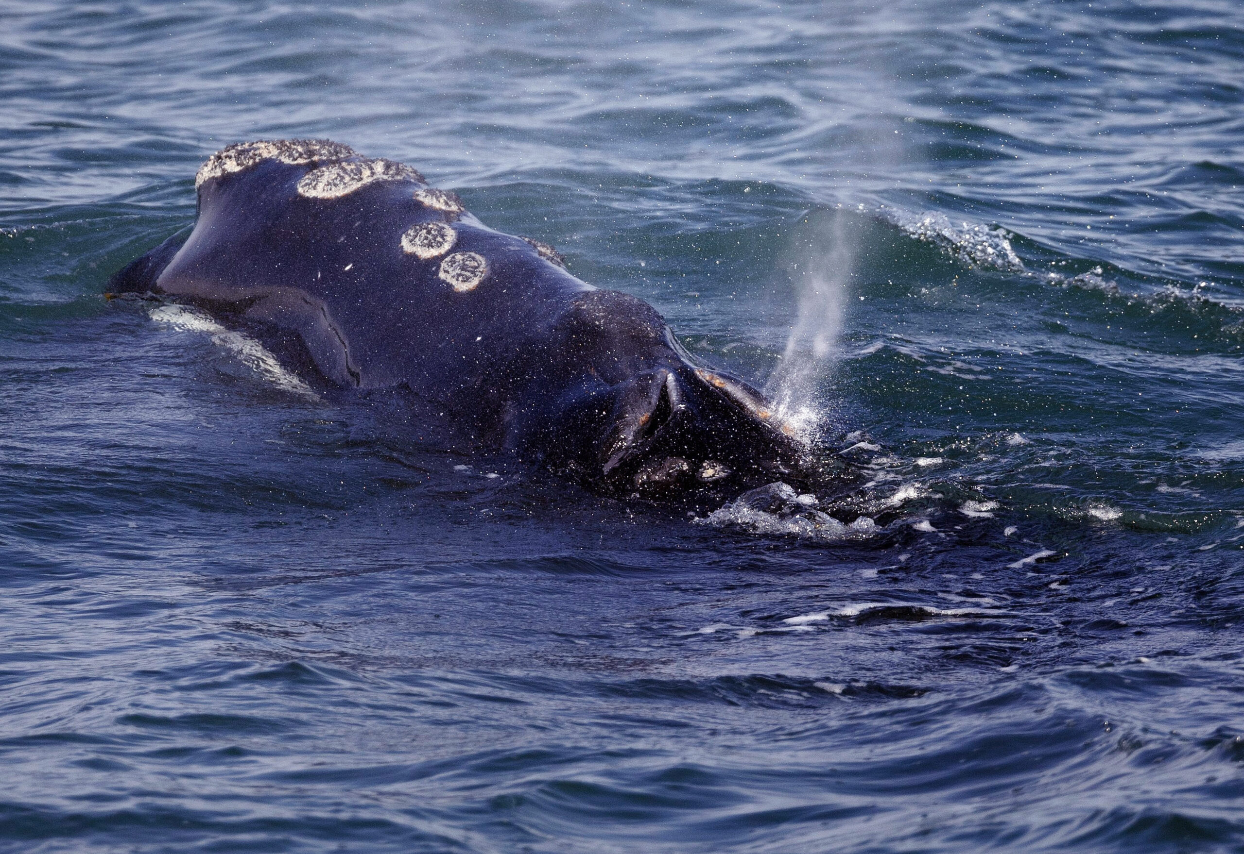 FILE - A North Atlantic right whale feeds on the surface of Cape Cod bay off the coast of Plymouth, Mass., March 28, 2018. The federal government is close to releasing new rules that the shipping industry might have to comply with to help protect a vanishing species of whale. (AP Photo/Michael Dwyer, File)