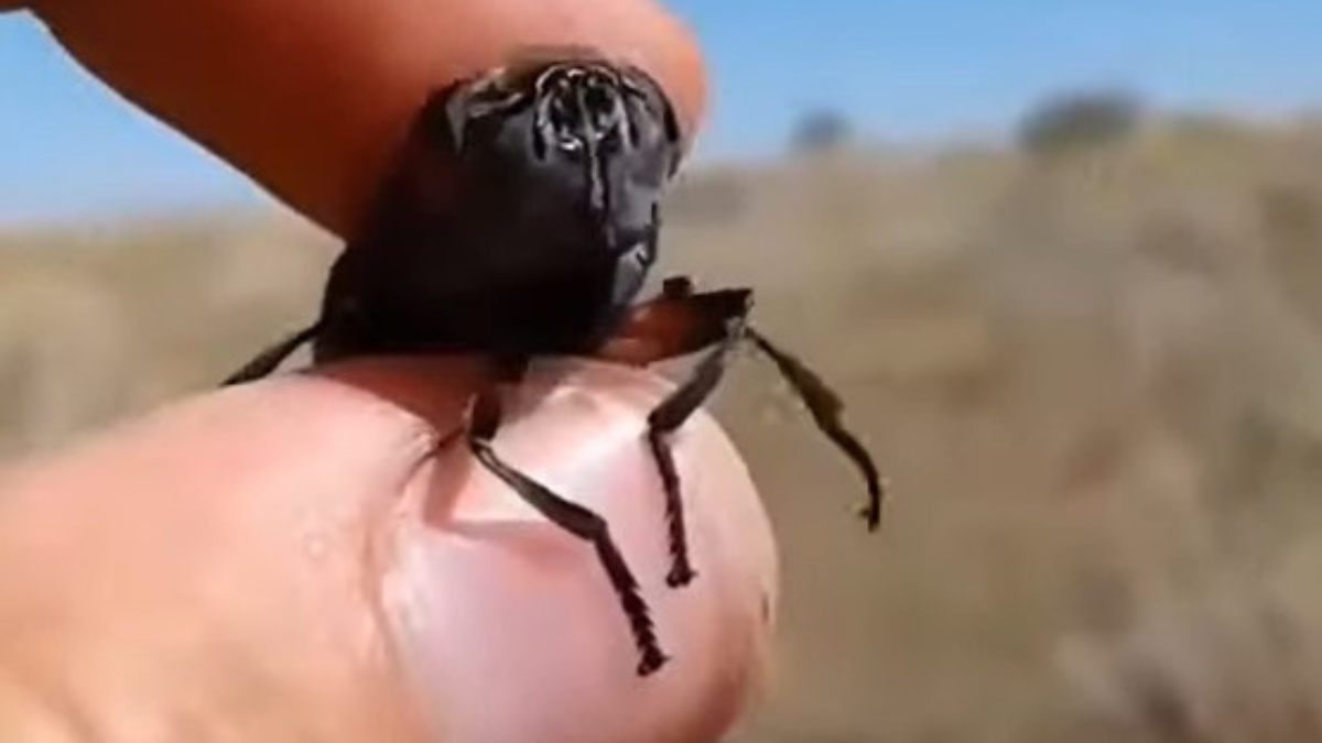 NOT a polymer drone fly