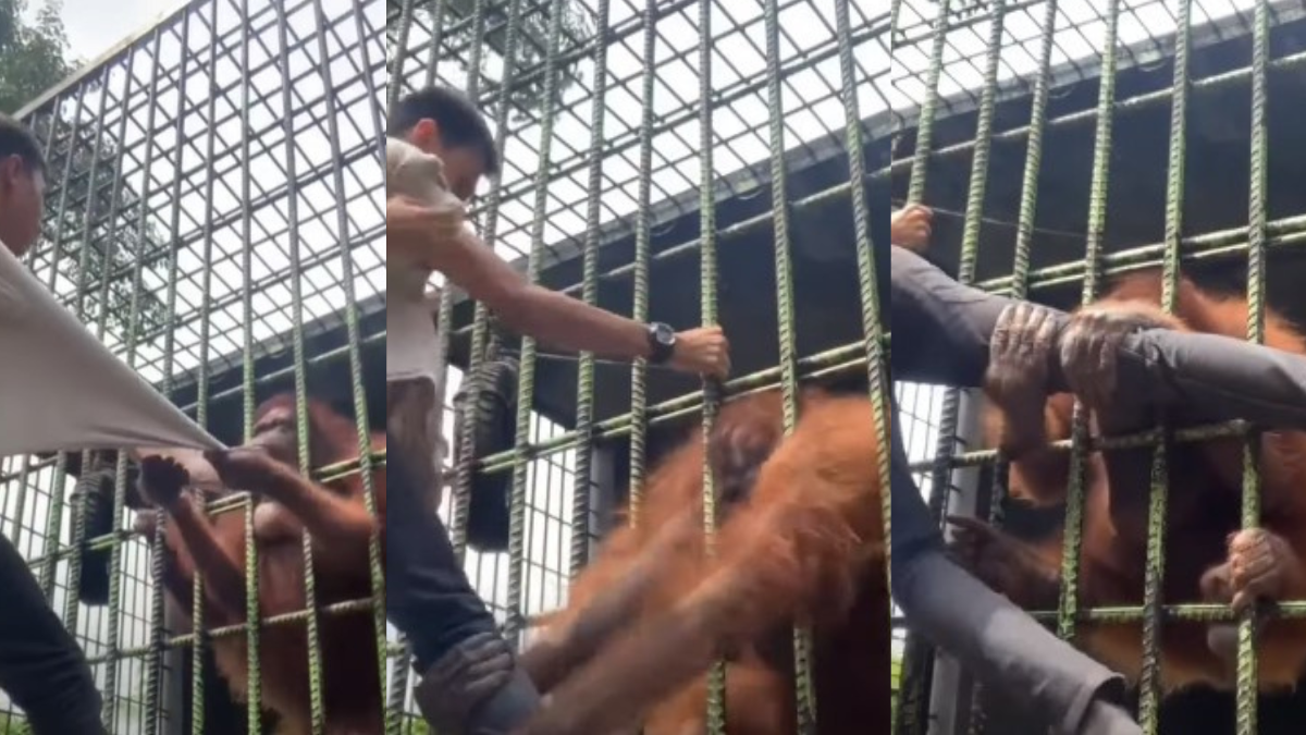 orangutan grabs man at zoo