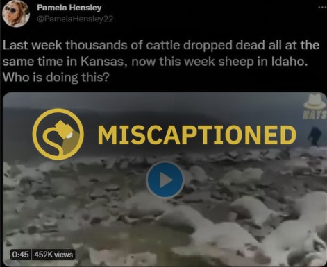 Did hundreds of sheep mysteriously die in Kansas?