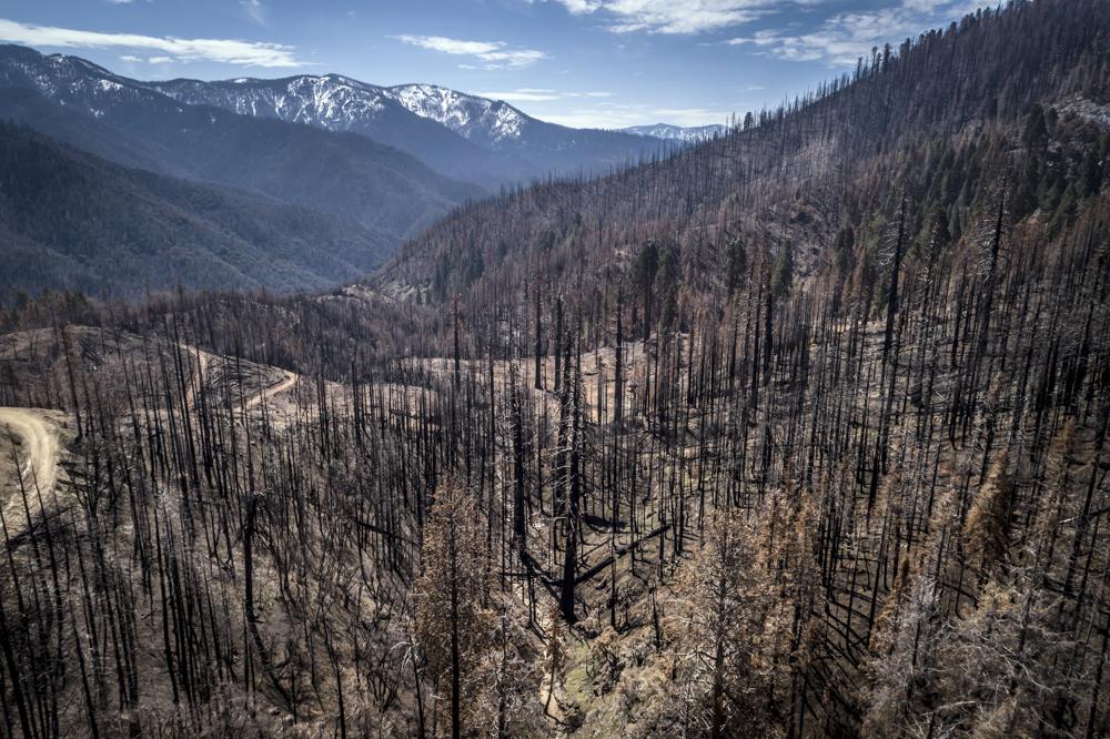 A burned hillside where crews are planting seedlings including Giant Sequoia in Mountain Home State Demonstration Forest outside Springville, Calif., on April 26, 2022.