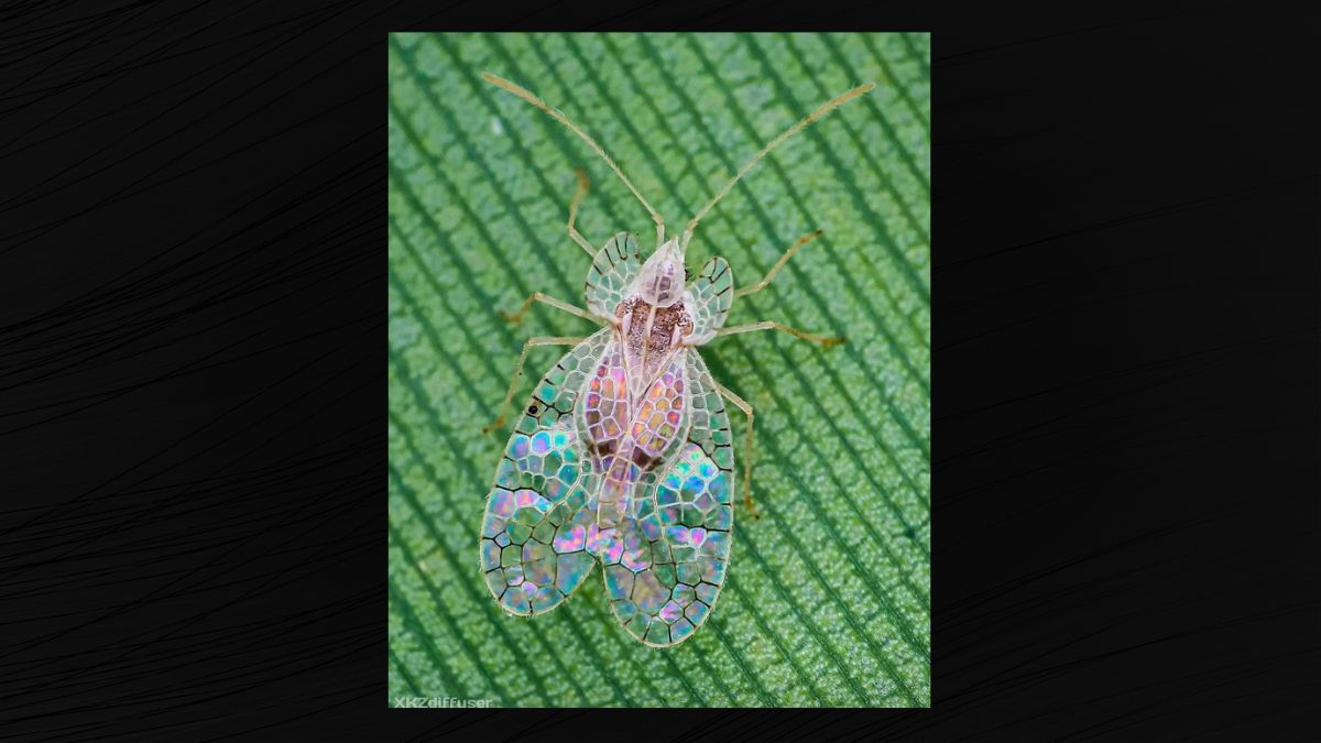 The lace bug has iridescent wings that resemble stained glass.