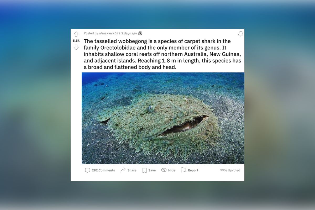 Does This Photo Show a Tasselled Wobbegong?