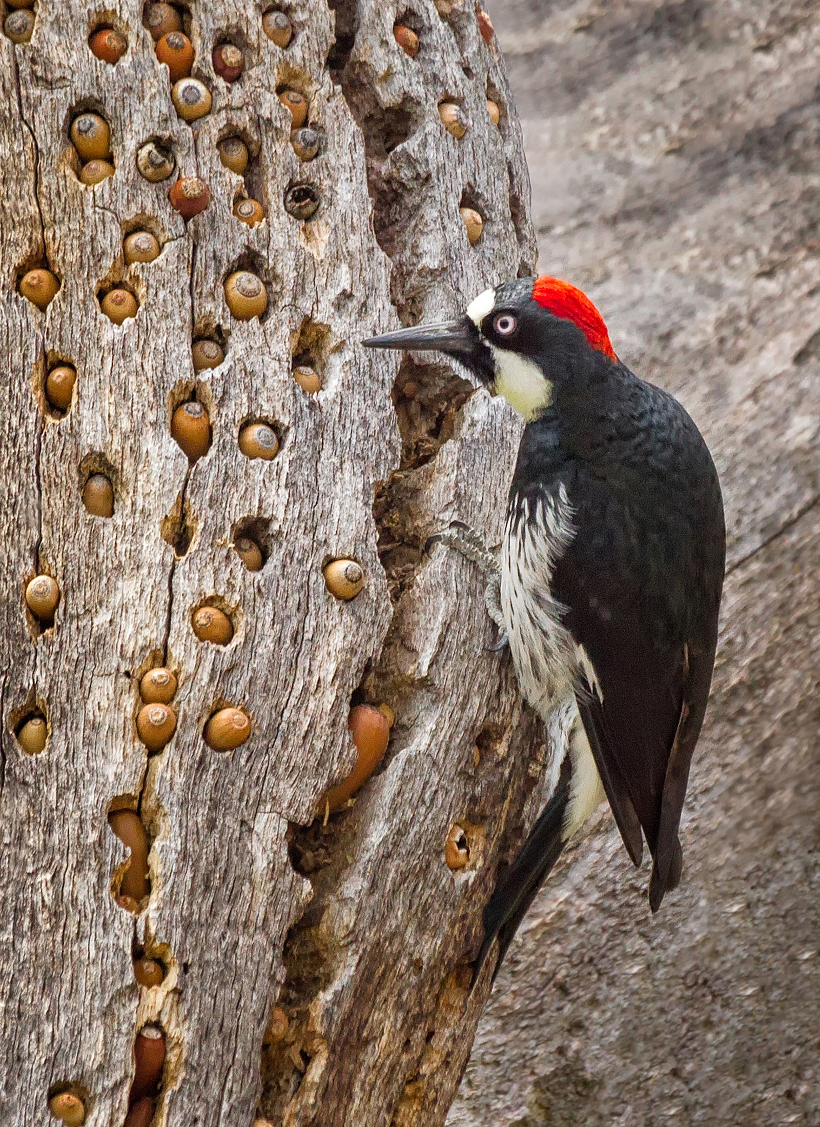 Do Some Woodpeckers Store Acorns in Specialized Tree Holes?