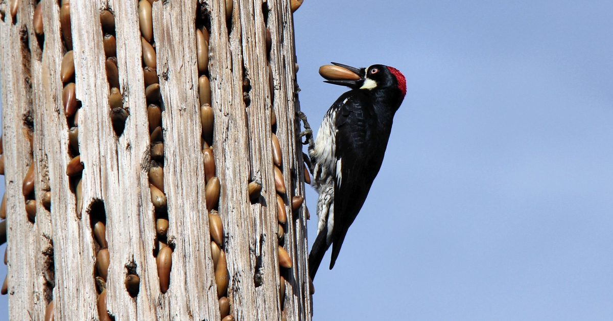 Do Some Woodpeckers Store Acorns in Specialized Tree Holes?