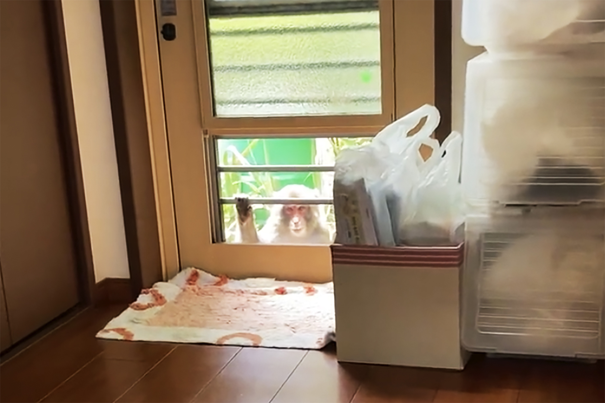 This image from a video shows a monkey loitering around a home in Yamaguchi, Japan, Saturday, July 23, 2022. People in the southwestern Japanese city have come under attack from monkeys that are trying to snatch babies, biting and clawing at flesh, and sneaking into nursery schools. (Anonymous via AP)