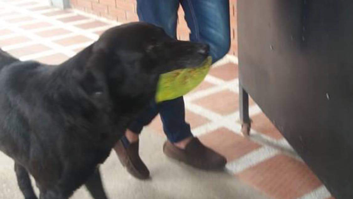 Pictures, videos, and a meme showed that a dog named Negro once knew how to present a leaf for a cookie at a school in Monterrey, Colombia.