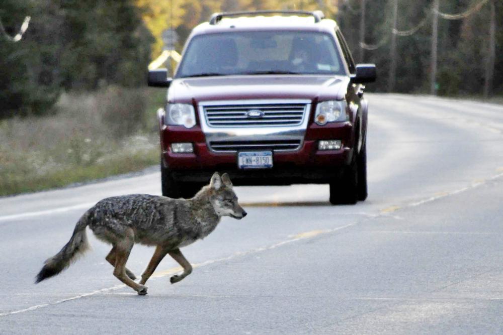 FILE — A coyote runs across state Route 3 outside of Tupper Lake, N.Y., in the Adirondacks, Sept. 20, 2010. Advocates think wolves are hunting and howling in the Northeast woods, more than a century after they were shot, trapped and poisoned into eradication across the region. Complicating the question is the fact that wolves can not only appear similar to eastern coyotes, but that they typically share genetic material. (Mike Lynch/Adirondack Daily Enterprise via AP, File)