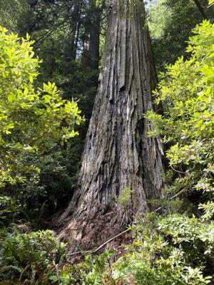 Coast redwood tree named Hyperion in Redwood National Park, Calif., on Sept. 22, 2021.