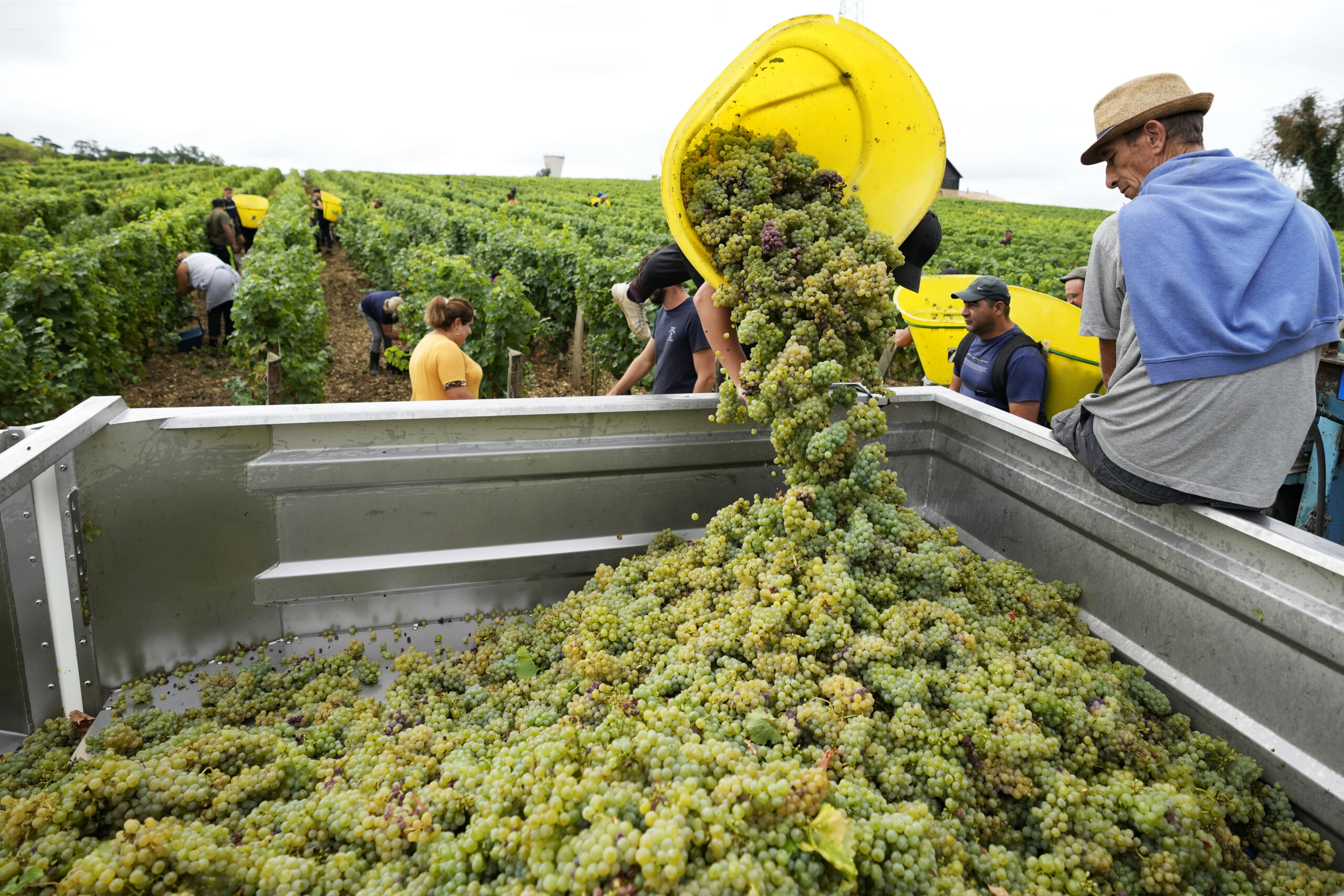 Workers collect white grapes of sauvignon in the Grand Cru Classe de Graves of the Château Carbonnieux, in Pessac Leognan, south of Bordeaux, southwestern France, Tuesday, Aug. 23, 2022. The harvest that once started in mid-September is now happening earlier than ever in one of France’s most celebrated wine regions and other parts of Europe due to drought and climate change. (AP Photo/Francois Mori)