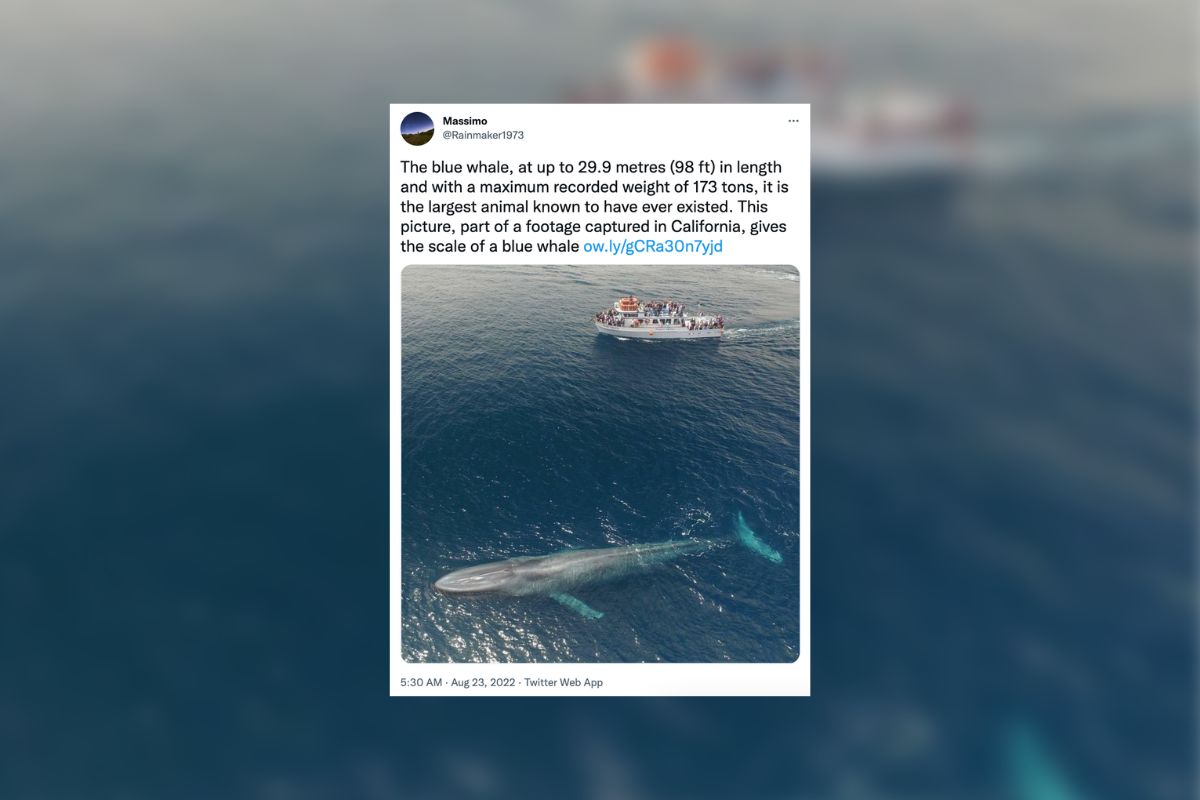 Does this Photo Authentically Show a Whale Alongside a Boat?