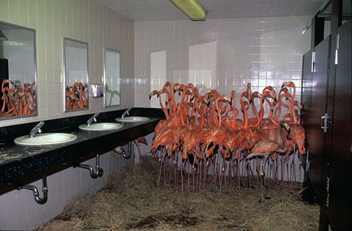 Yes, Photo Shows Flamingos in Zoo Bathroom During Hurricane Andrew