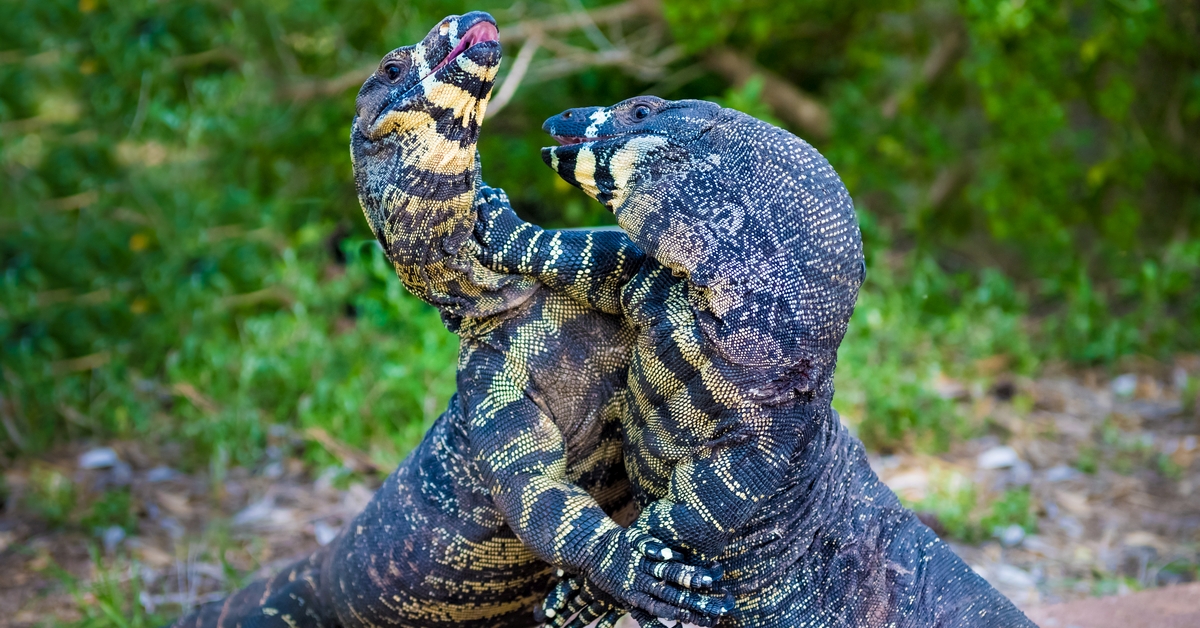 monitor lizards komodo dragons hugging wrestling