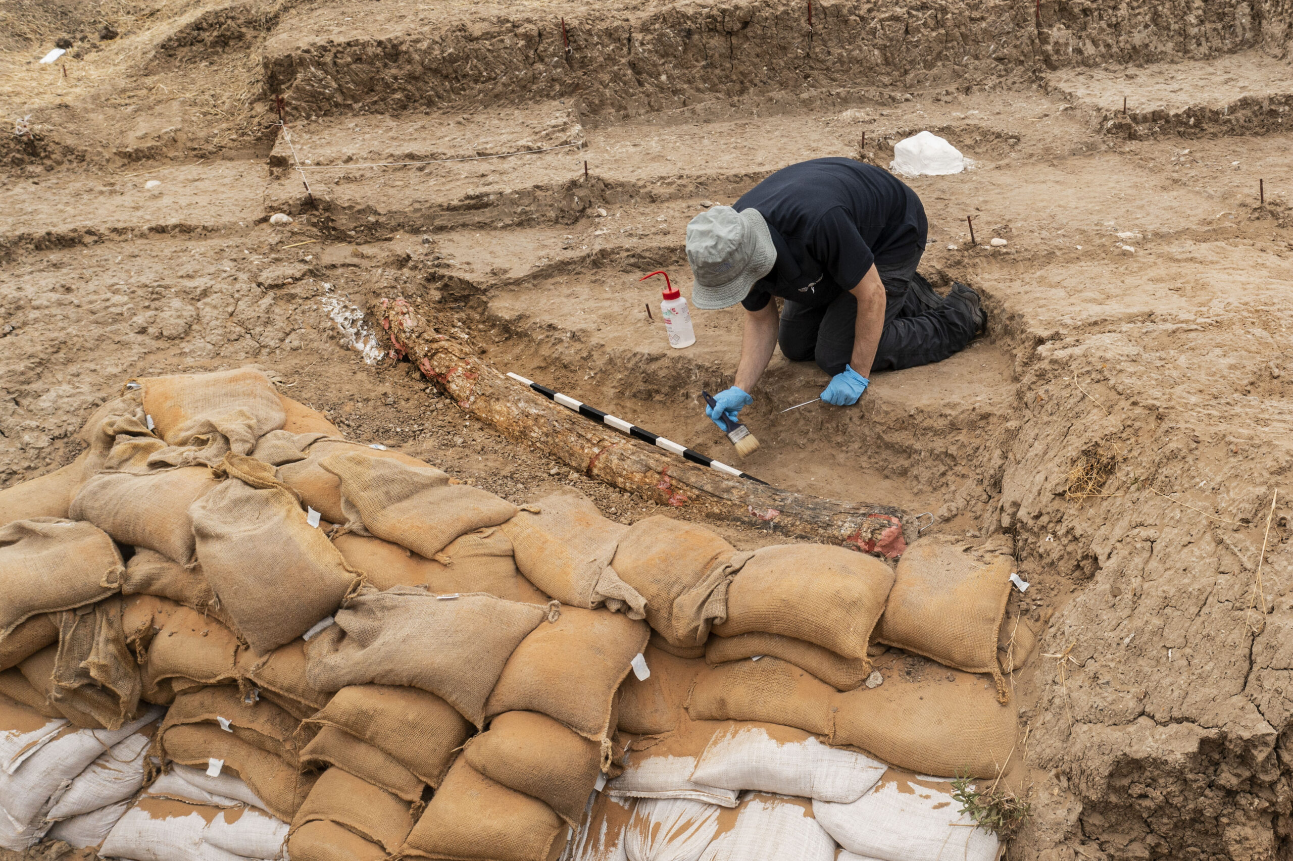 An Israeli archaeologist works next to the recently discovered 2.5-meter-long tusk of an estimated 500,000-year-old straight-tusked elephant, near the city of Gedera, Israel, Wednesday, Aug. 31, 2022. Israel Antiquities Authority prehistorian Avi Levy, who headed the dig, said it was "the largest complete fossil tusk ever found at a prehistoric site in Israel or the Near East. (AP Photo/Tsafrir Abayov)