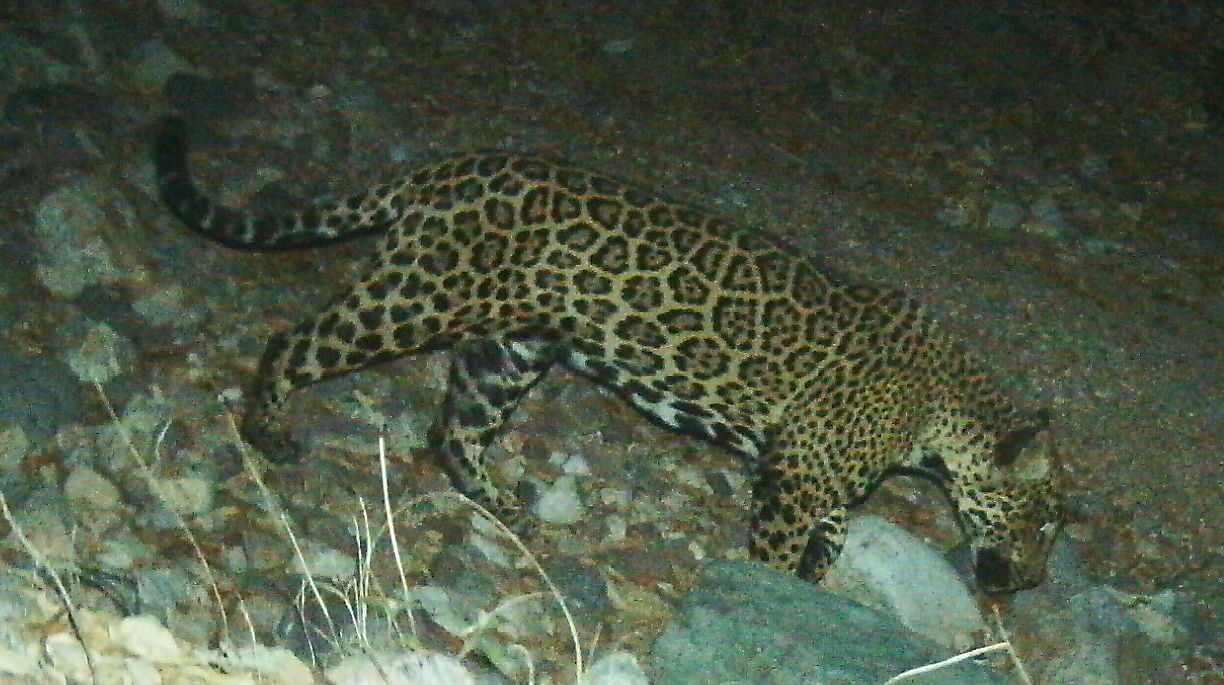 ‘El Jefe’ the Jaguar, Famed in US, Photographed in Mexico