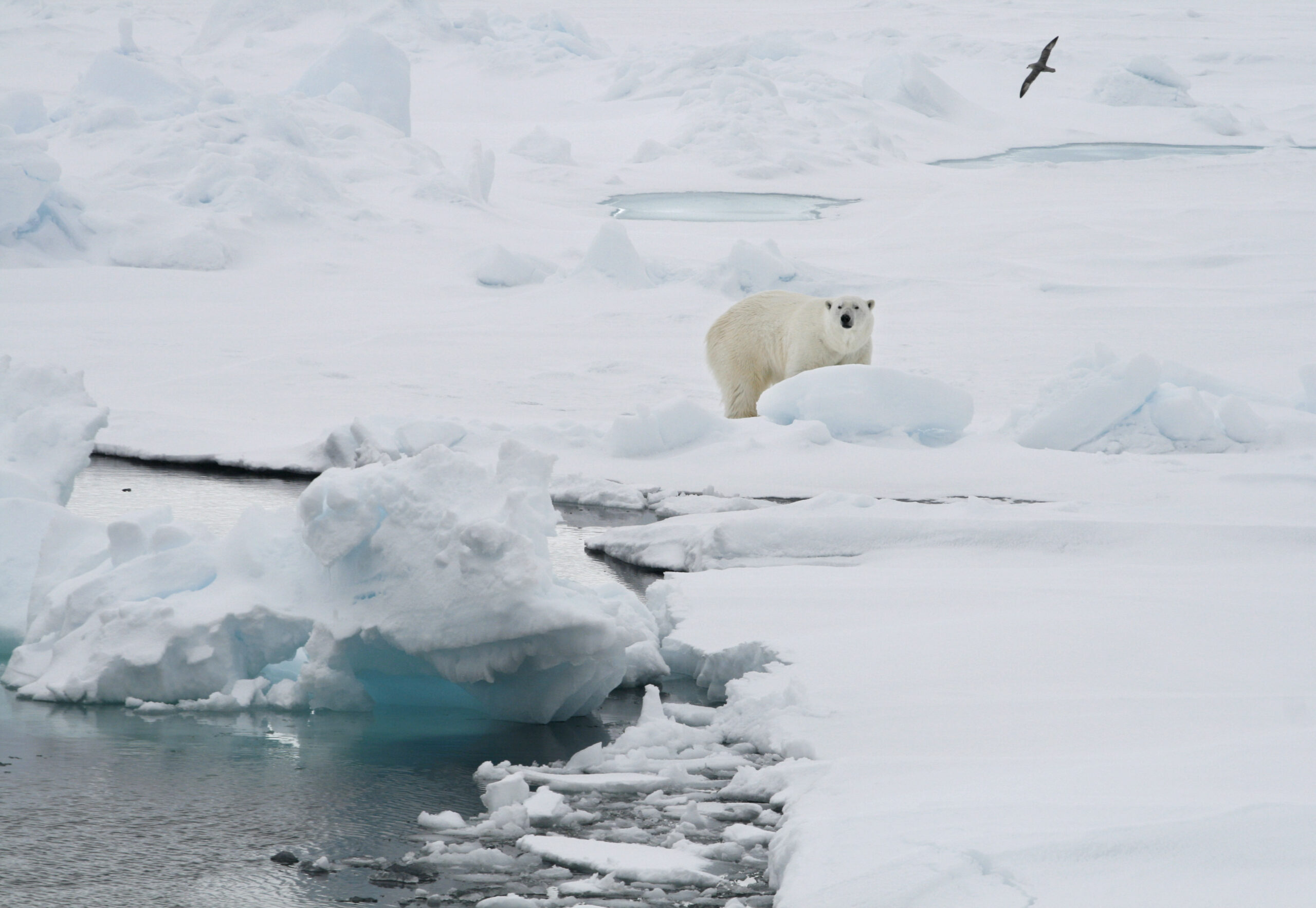 FILE - A polar bear stands on an ice floe near the Norwegian archipelago of Svalbard, Friday June 13, 2008. A polar bear attacked a campsite Monday, Aug. 8, 2022 in Norway’s remote Arctic Svalbard Islands, injuring a French tourist, authorities said, adding that the wounds weren't life-threatening. The bear was later killed. (AP Photo/Romas Dabrukas, File)