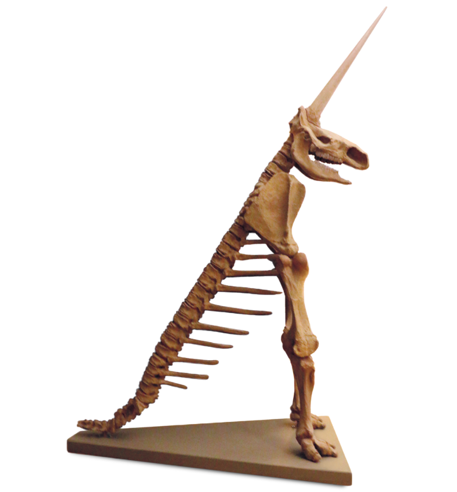 Skeleton of so-called Magdeburg Unicorn