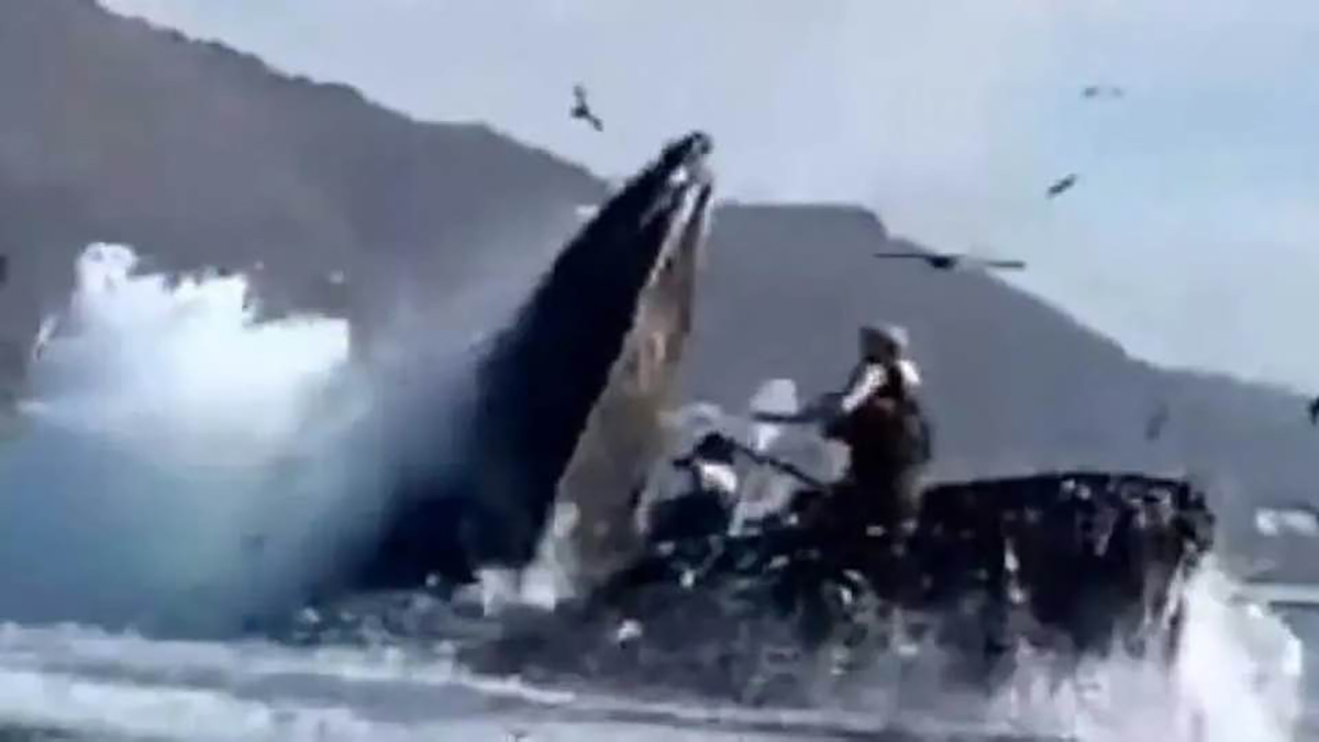 A Facebook post said of a video that a humpback whale swallows two girls in California but the reality was that the November 2020 incident in Avila Beach did not involve either woman landing in the animal's mouth.