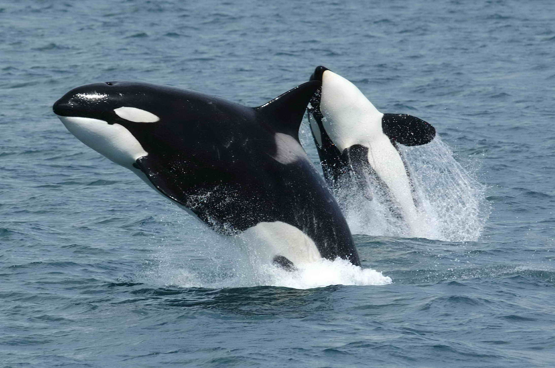 Are Orcas Not a Whale, But Actually a Dolphin?
