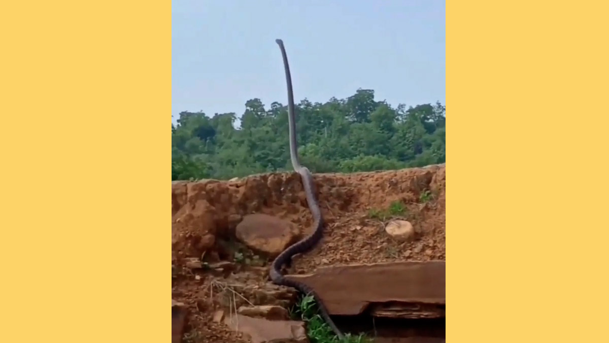 A video supposedly showed a snake standing up and raising its head and was possibly a king cobra or black mamba in Malaysia, India, Zimbabwe, or another country.