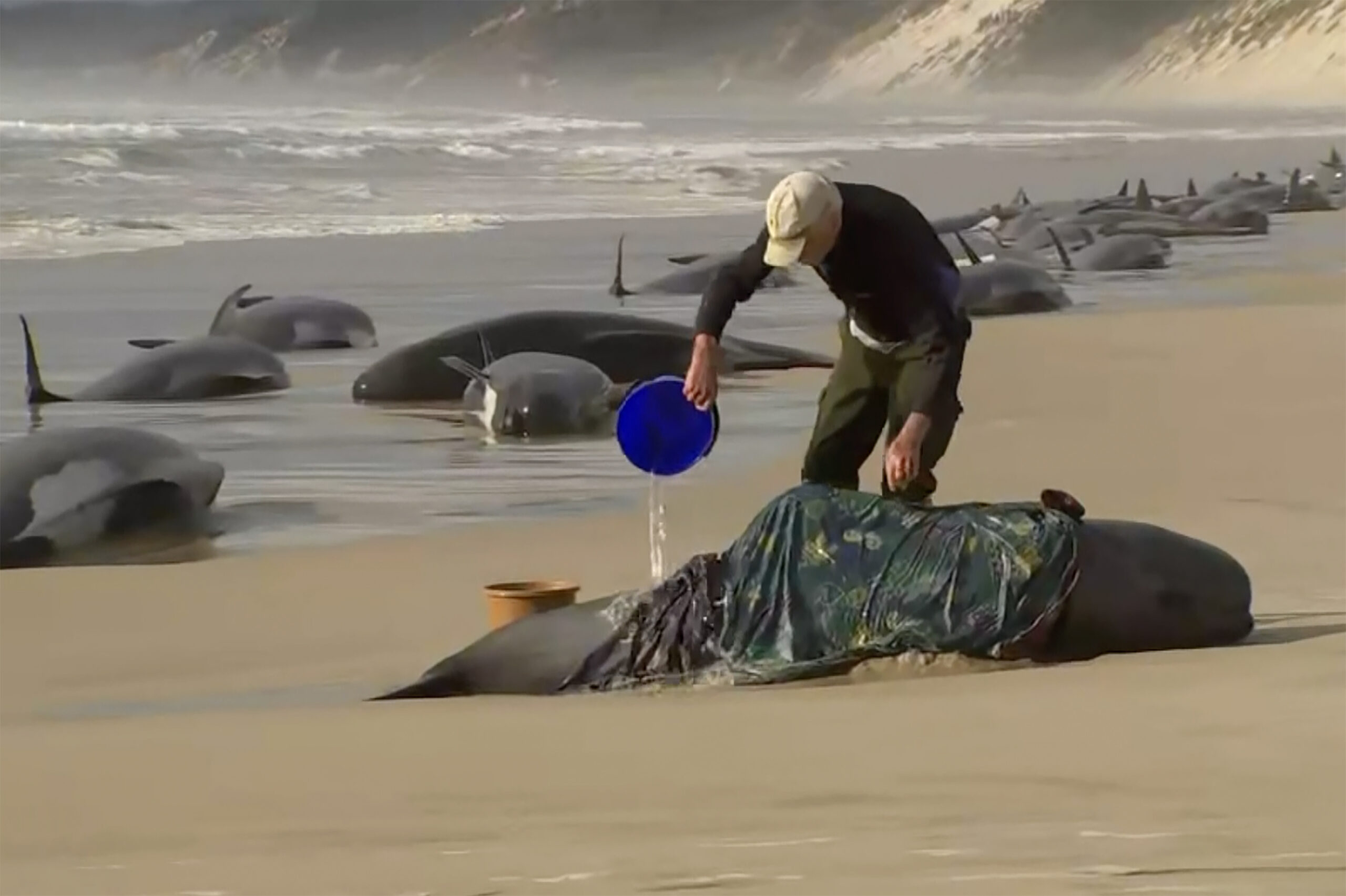 Some 230 Whales Beached in Tasmania; Rescue Efforts Underway