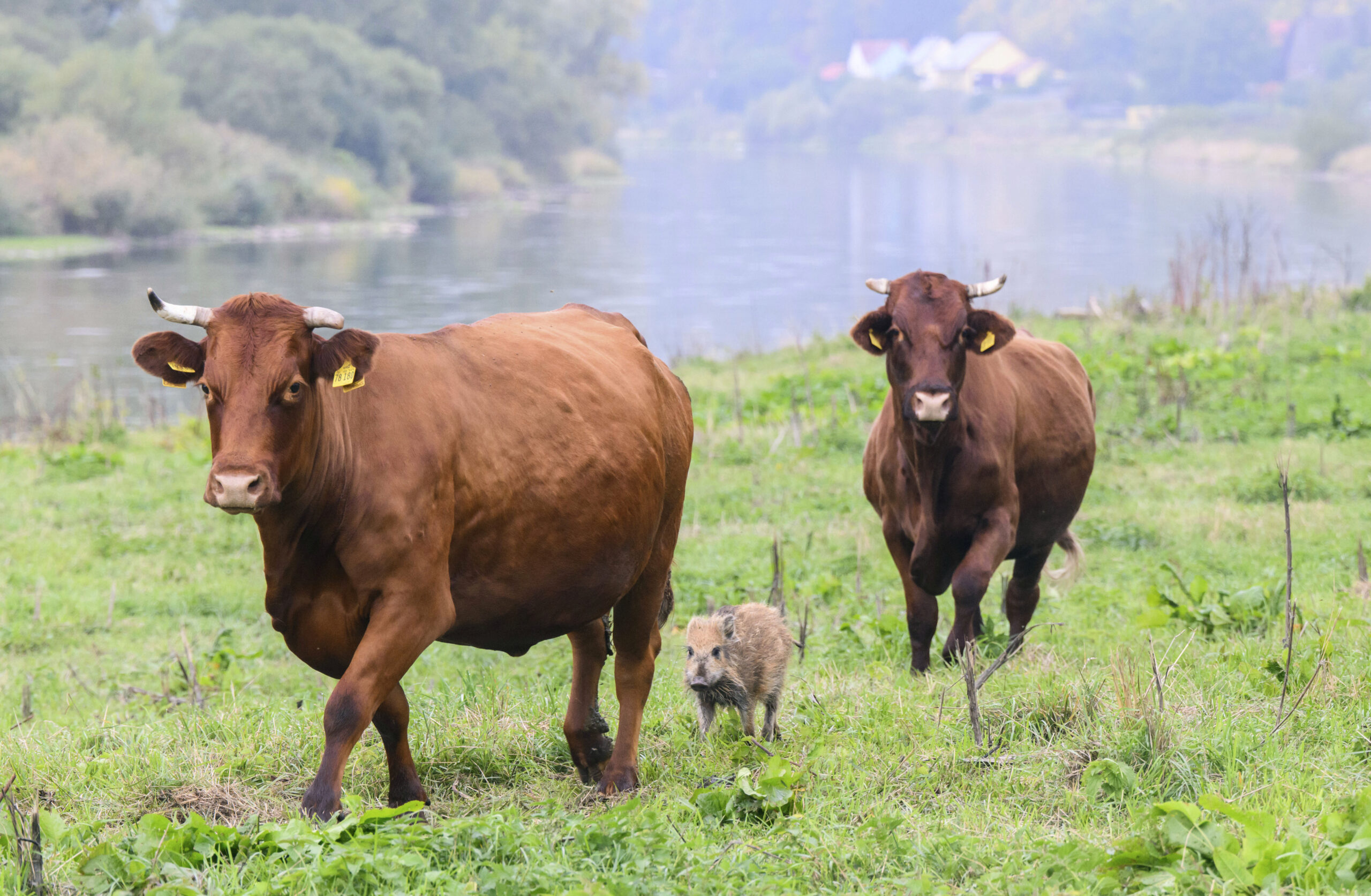 Wild boar "Frida" runs between two cows on a pasture near the river Weser in the district of Holzminden, Germany, Thursday, Sept. 29, 2022. A cow herd in Germany has gained an unlikely following, after adopting a lone wild boar piglet. Farmer Friedrich Stapel told the dpa news agency that he spotted the piglet among the herd in the central German community of Brevoerd about three weeks ago. It had likely lost its group when they crossed a nearby river. (Julian Stratenschulte/dpa via AP)