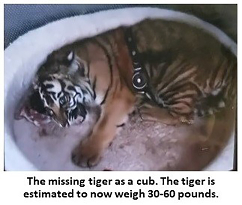 Found: Alligator, Drugs, Guns, Money. But Where’s the Tiger?