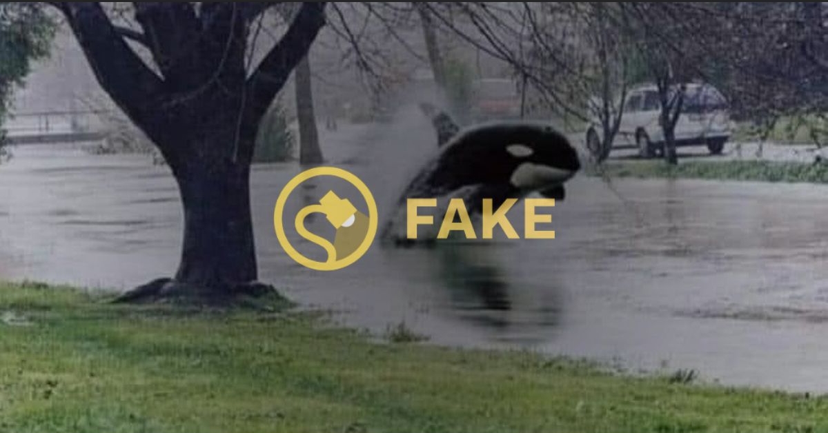 Was an Orca spotted in a flooded street during Hurricane Ian?