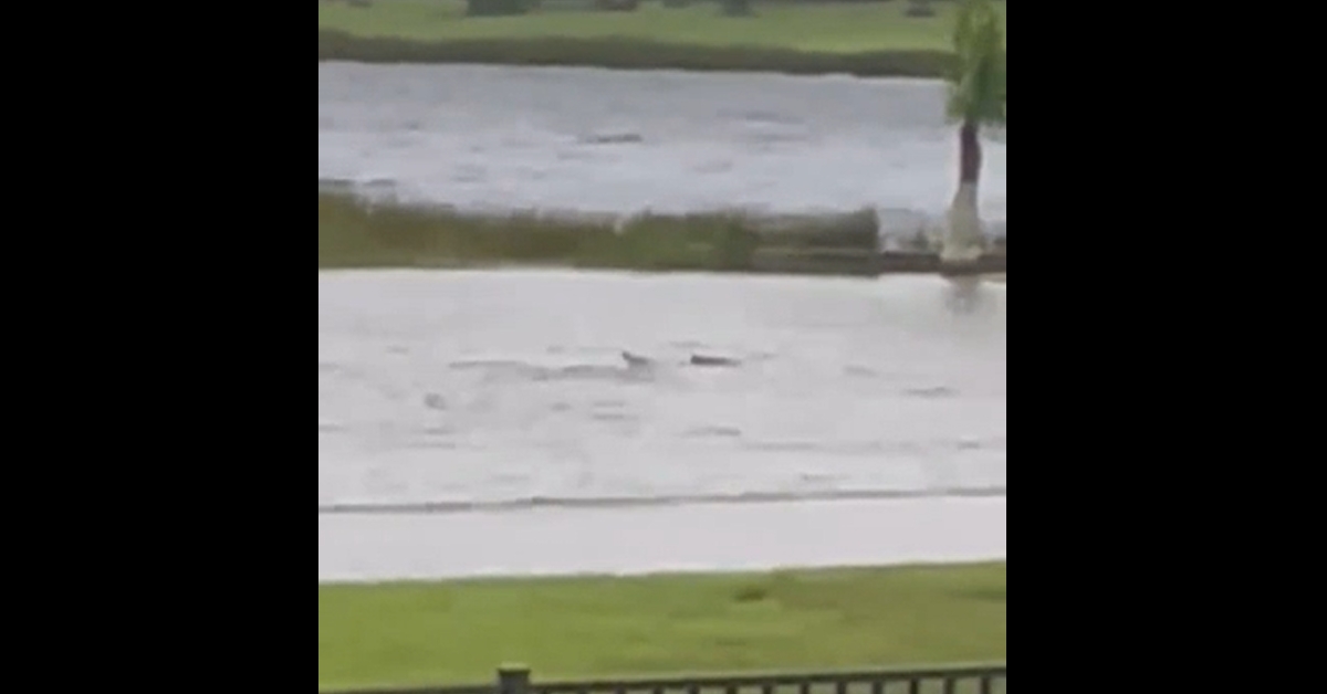 Is this a real video of a shark swimming in a flooded Fort Myers street during Hurricane Ian?
