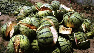 Burst watermelons