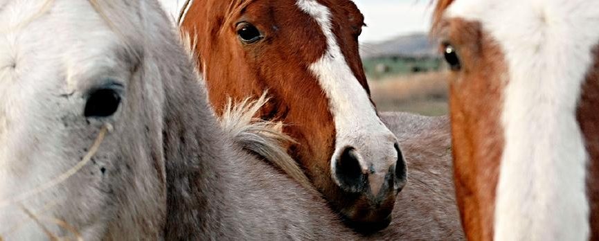 Do 52 Thoroughbred Horses Need New Homes To Escape Slaughter