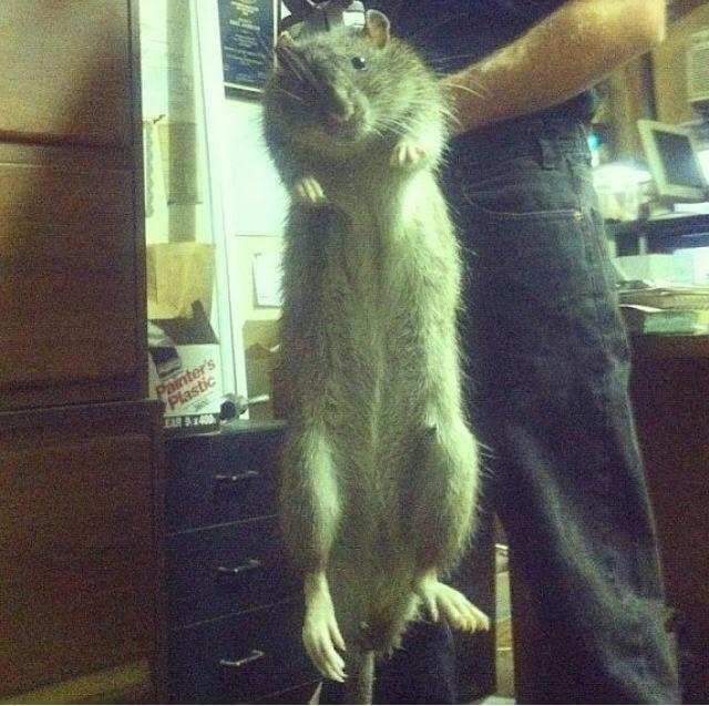 41 lb rat