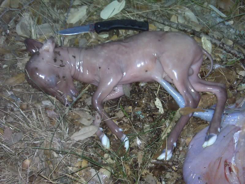 deer fetus