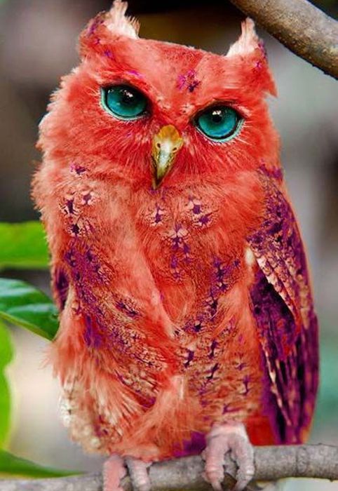 madagascar red owl